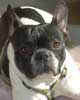 la Bouledogue CALINE en photo